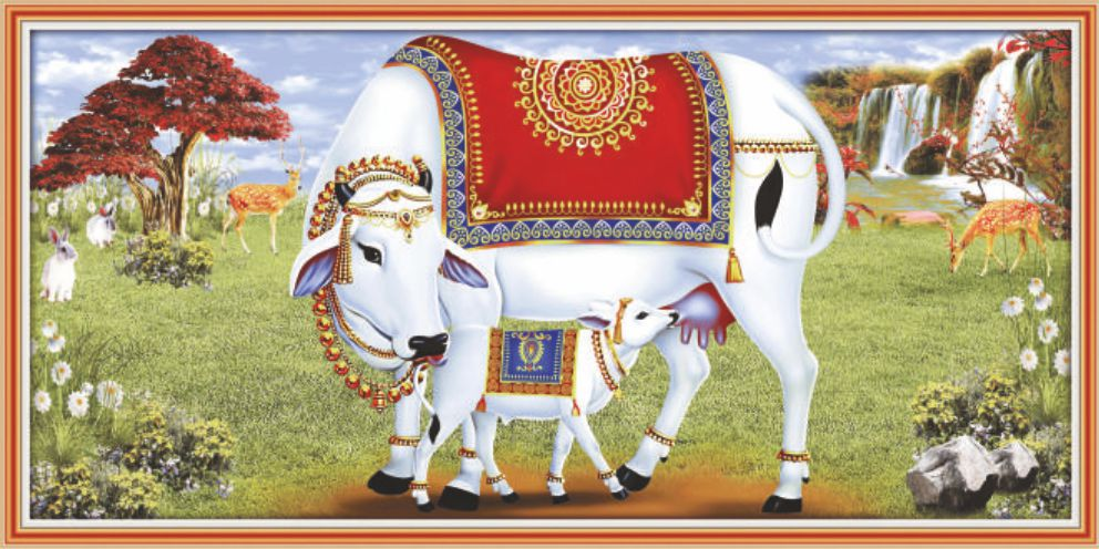 decorated-white-cow-735