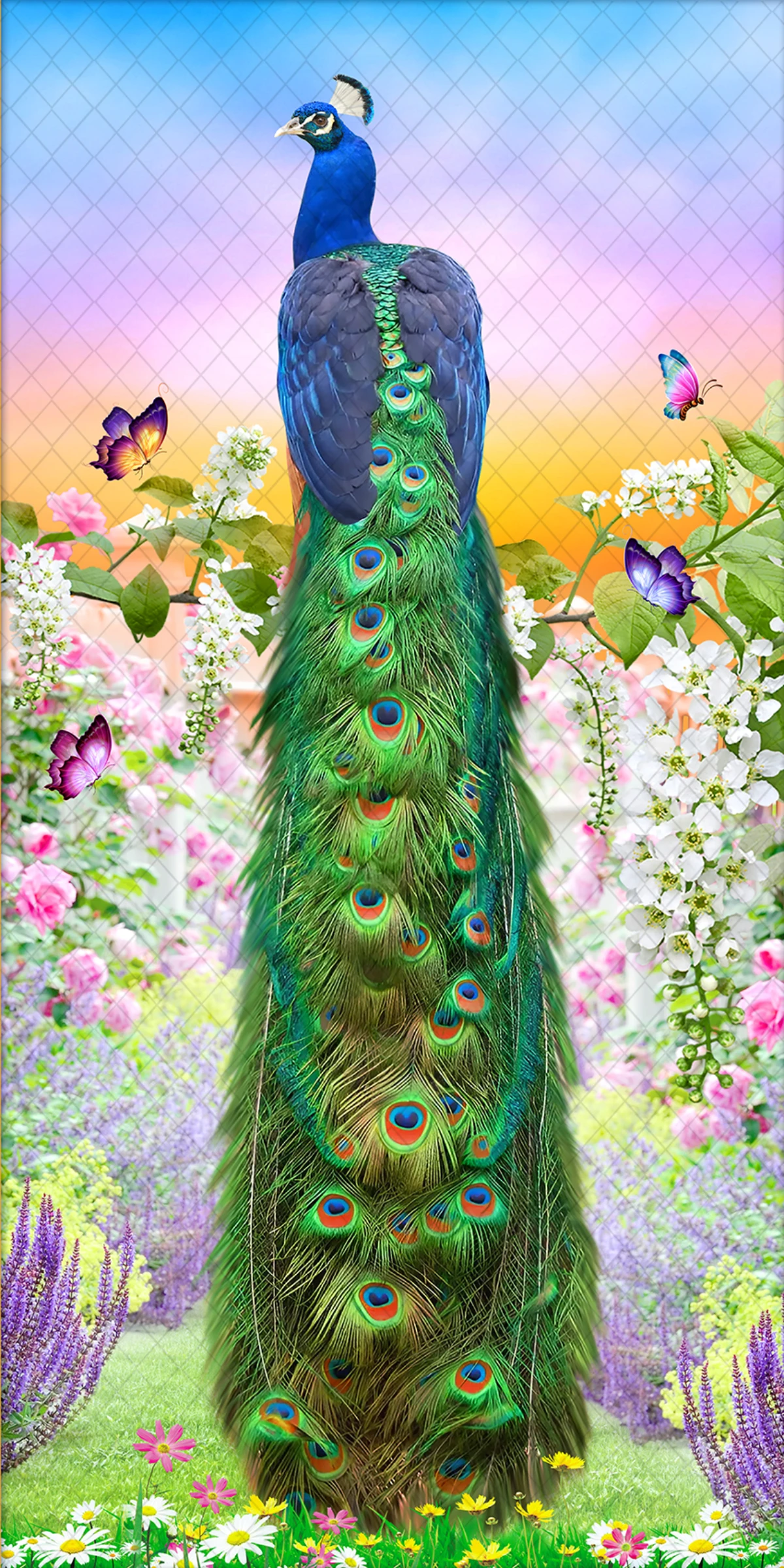 peacock-12865