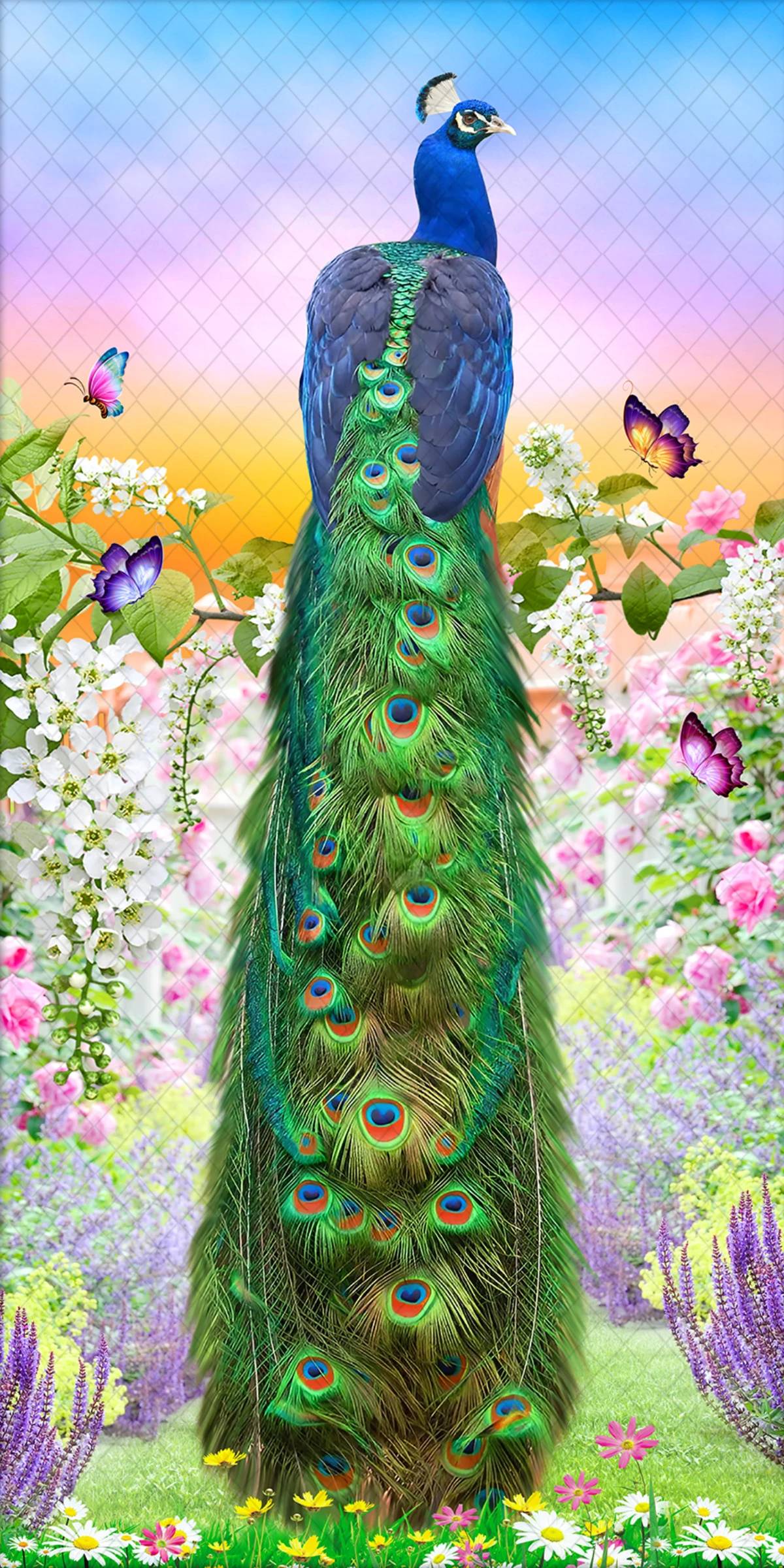 peacock-12864